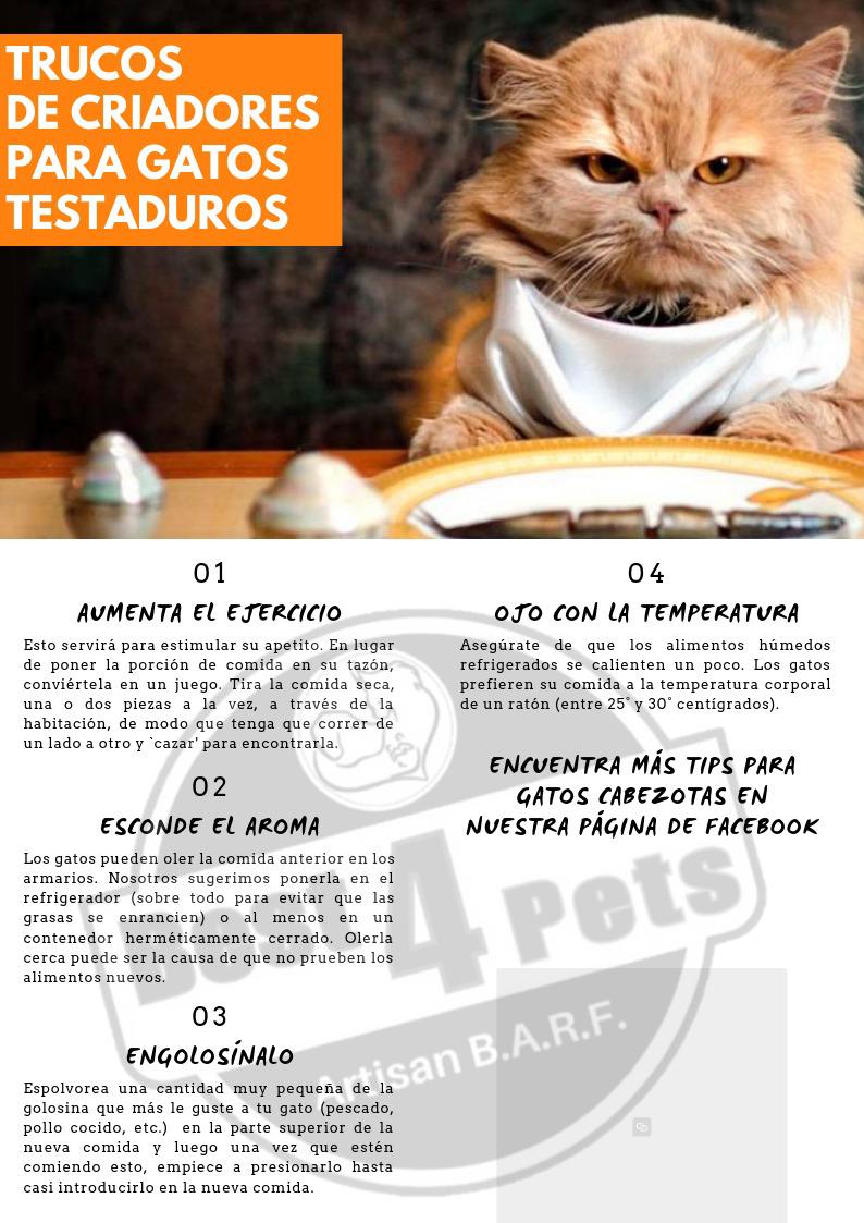 10 Trucos de criadores para gatos testarudos. Best 4 Pets 10 Trucos de criadores para gatos testarudos. Best 4 Pets